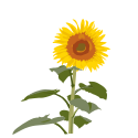 Tournesol